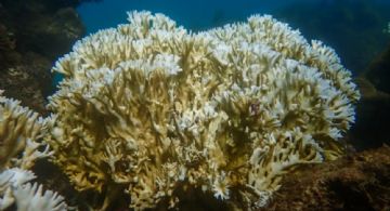 Un informe alerta que el cambio climático amenaza a los arrecifes de Brasil