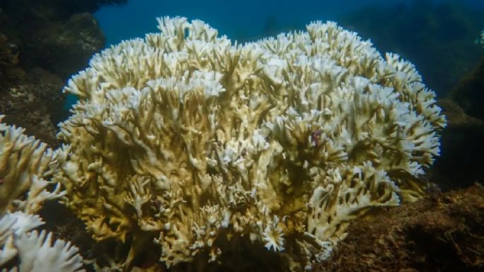Un informe alerta que el cambio climático amenaza a los arrecifes de Brasil