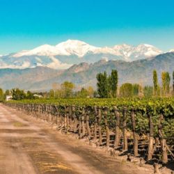 En casi 10 años se perdieron unas 17 mil hectáreas de vid