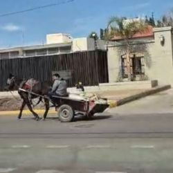 Guaymallén: llamado por la dignidad animal y la seguridad vial
