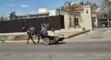Guaymallén: llamado por la dignidad animal y la seguridad vial