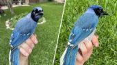 Foto ilustrativa de la nota titulada: Descubrieron el primer caso de hibridación en un animal en la naturaleza