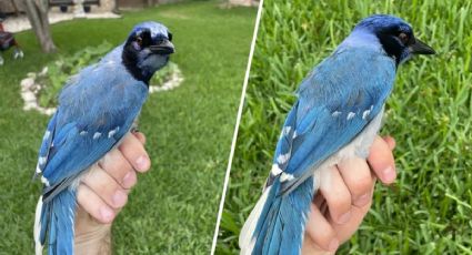 Descubrieron el primer caso de hibridación en un animal en la naturaleza