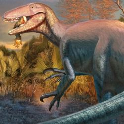 Hallan en Chubut uno de los últimos dinosaurios carnívoros que habitó la Tierra