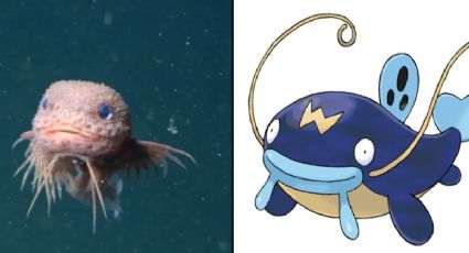Descubren una nueva especie de pez y sorprende por su parecido a un Pokémon