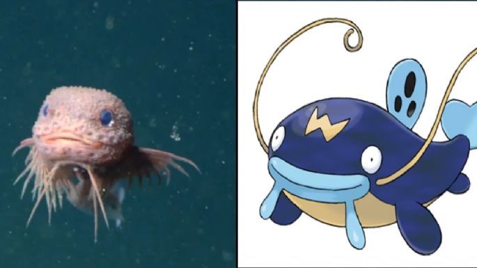 Descubren una nueva especie de pez y sorprende por su parecido a un Pokémon
