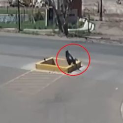 ¡Qué peligro! Un zanjón se tragó a un peatón en Guaymallén