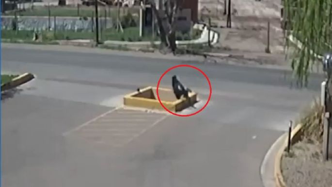 ¡Qué peligro! Un zanjón se tragó a un peatón en Guaymallén