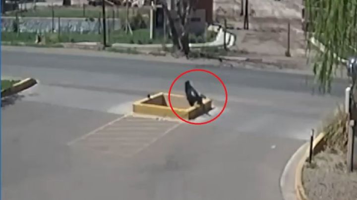 ¡Qué peligro! Un zanjón se tragó a un peatón en Guaymallén