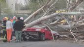 Foto ilustrativa de la nota titulada: Cruce entre Vialidad y Maipú tras la muerte de una mujer aplastada por un árbol