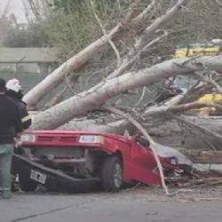 Una mujer murió aplastada por un árbol en Maipú 