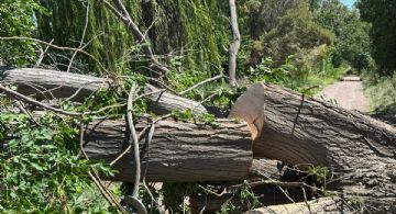 Hay unos 20.000 árboles muertos o secos en Mendoza