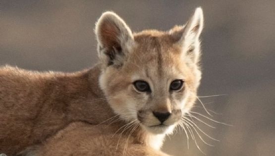 Un joven mató a un cachorro de puma en Córdoba 