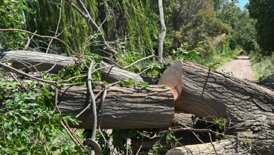 Hay unos 20.000 árboles muertos o secos en Mendoza