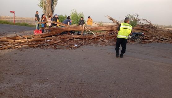 El viento “tiró” más de 300 árboles en Mendoza 