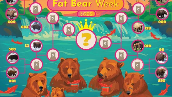 El curioso concurso donde se elige al oso más gordo del año