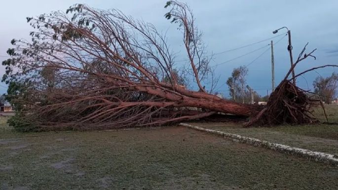 Hay unos 20.000 árboles muertos o secos en Mendoza