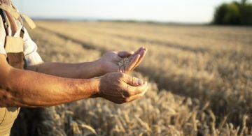 Federación Agraria: “La baja de retenciones no beneficia al campo chico"