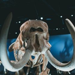 Avance sin precedentes: el gran secreto que esconden los mamuts