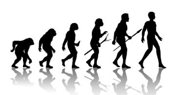 Cómo se cambió la pelvis para que pudiésemos caminar erguidos