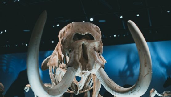Avance sin precedentes: el gran secreto que esconden los mamuts