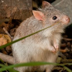 Científicos descubren una nueva especie de marsupial “fantasma” en el bosque australiano