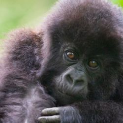 La ceremonia de nombramiento de gorilas de Ruanda celebra 40 nacimientos