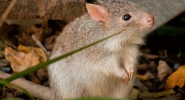 Científicos descubren una nueva especie de marsupial “fantasma” en el bosque australiano