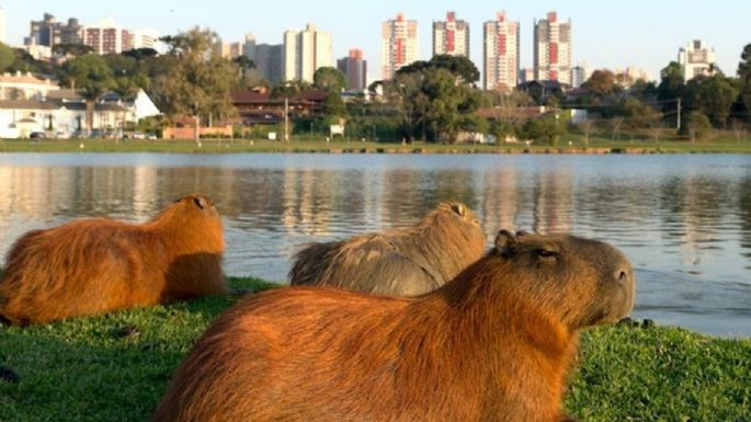 Denuncian desalojos de carpinchos en Nordelta: “Se los llevaron sin avisar”