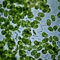 Alerta por la aparición de cianobacterias en la Plata