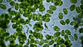 Alerta por la aparición de cianobacterias en la Plata