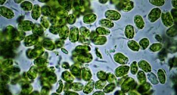 Alerta por la aparición de cianobacterias en la Plata