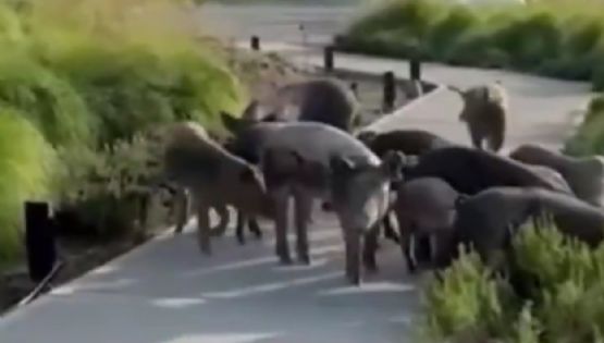 Nordelta: en medio del conflicto por el traslados de carpinchos, apareció una familia de chanchos salvajes 