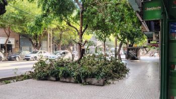 Ciudad: cayó un árbol sobre la vereda de un local comercial y causó problemas