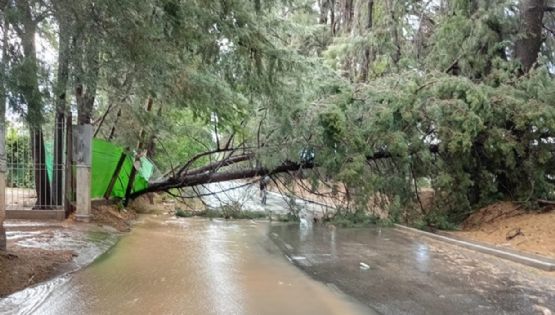 Por el temporal se cayeron más de 180 árboles y se inundaron 86 casas en Mendoza 