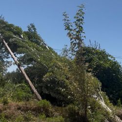 Riesgo latente: un árbol sobre el tendido eléctrico preocupa a los vecinos de Maipú