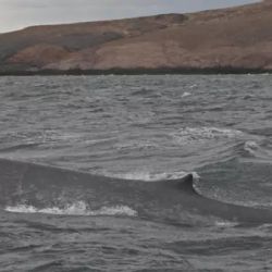 Histórico: por primera vez avistan una ballena azul en Chubut 