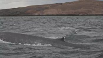 Histórico: por primera vez avistan una ballena azul en Chubut 