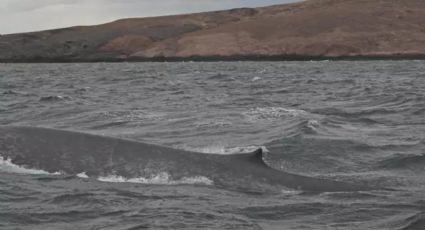 Histórico: por primera vez avistan una ballena azul en Chubut 