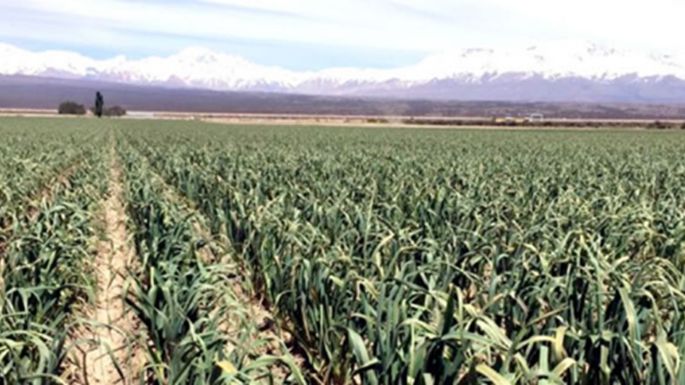 En 10 años cayó 55% la cantidad de productores agrícolas en Mendoza