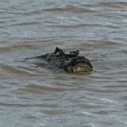 Sorpresa en la costa de Rosario: apareció un yacaré gigante 