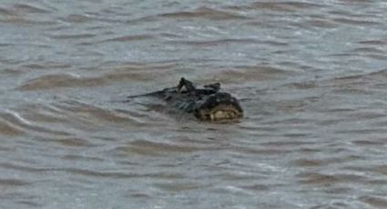 Sorpresa en la costa de Rosario: apareció un yacaré gigante 