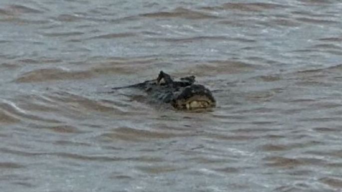 Sorpresa en la costa de Rosario: apareció un yacaré gigante 