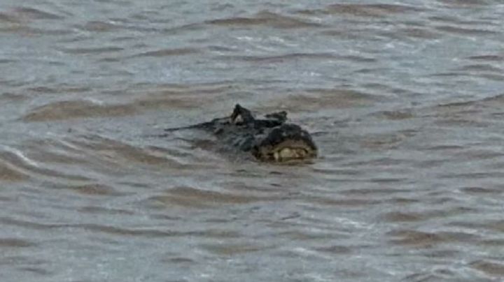 Sorpresa en la costa de Rosario: apareció un yacaré gigante 