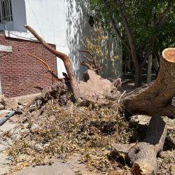 "Olvidado" por el municipio: el árbol que bloquea una esquina de Guaymallén desde hace 20 días