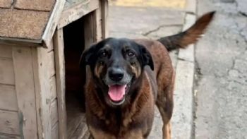 Masiva movilización por la muerte de un perro callejero