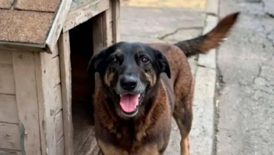 Masiva movilización por la muerte de un perro callejero