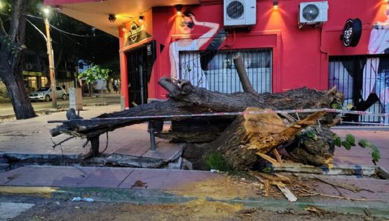 Malestar: un árbol cayó sobre un vehículo y rompió la vereda en Ciudad