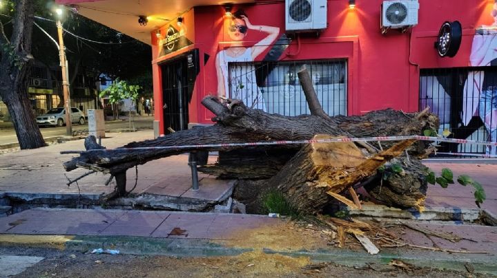 Malestar: un árbol cayó sobre un vehículo y rompió la vereda en Ciudad