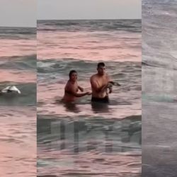 Una pareja sacó un pingüino del mar, para tomarse selfies